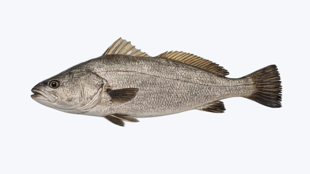 Corvina