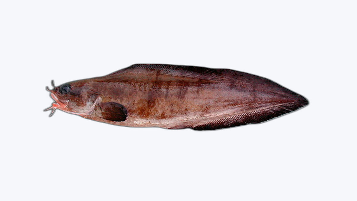 Brotolla