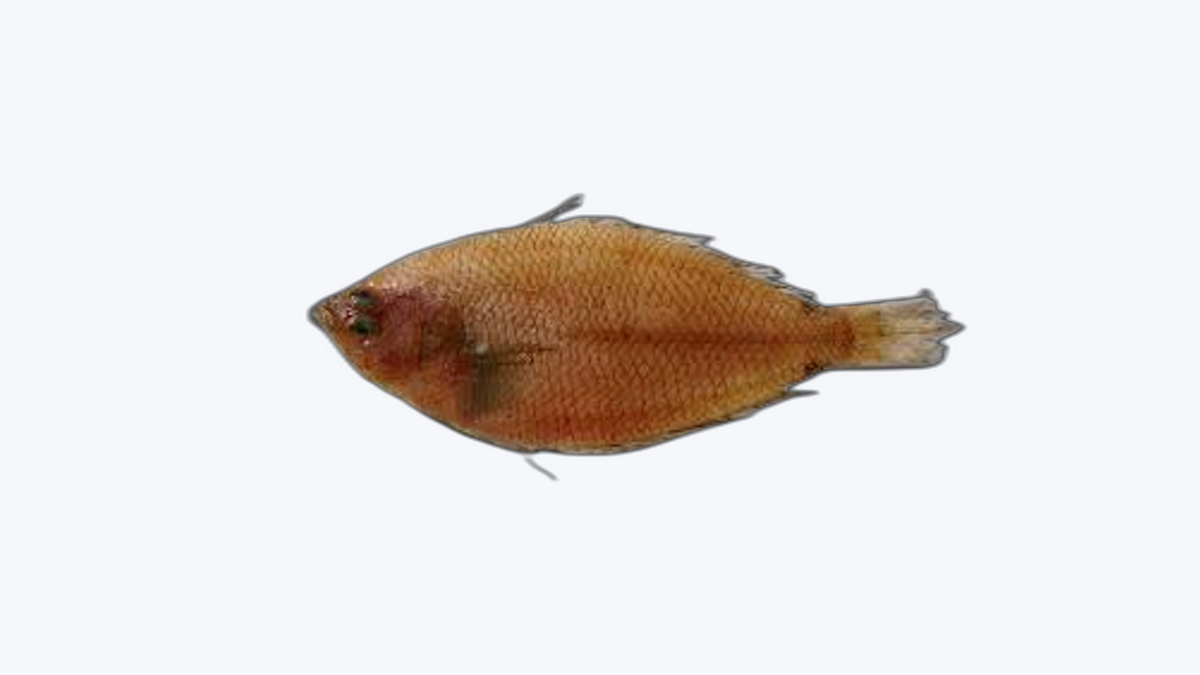 Peluda SMCP