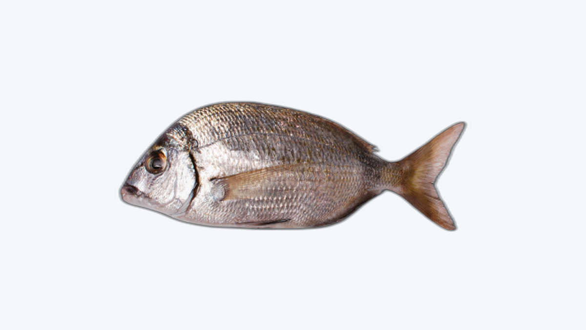 Sargo