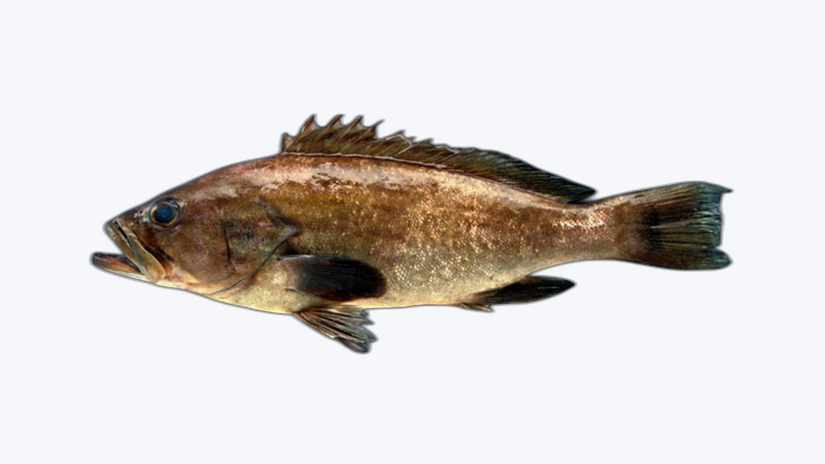 Abadejo