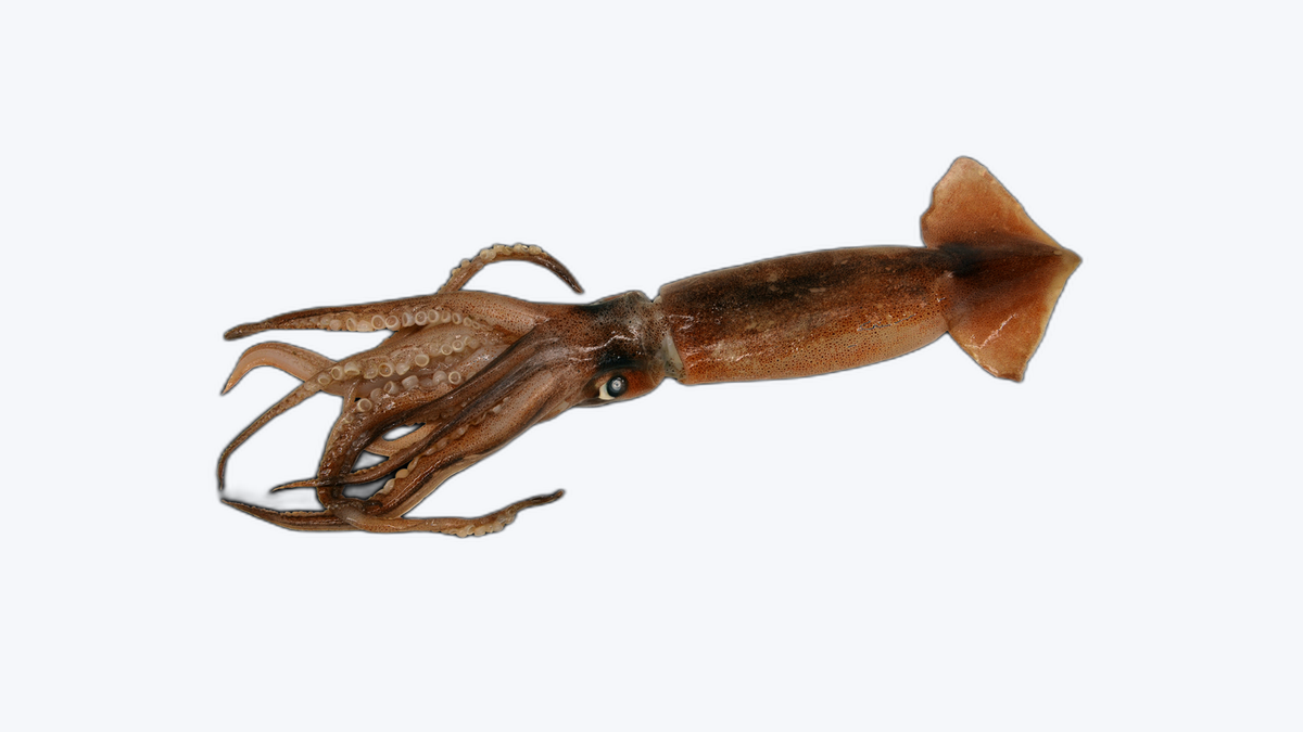 Pota (Encornet Illex)