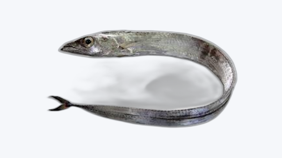 Sable (Poisson sabre)