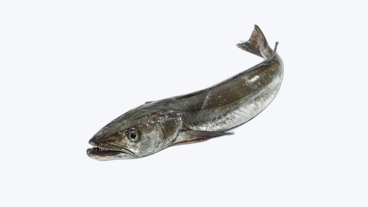 Pescadilla