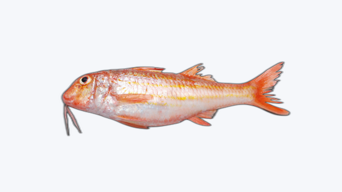 Salmonete (Rouget)