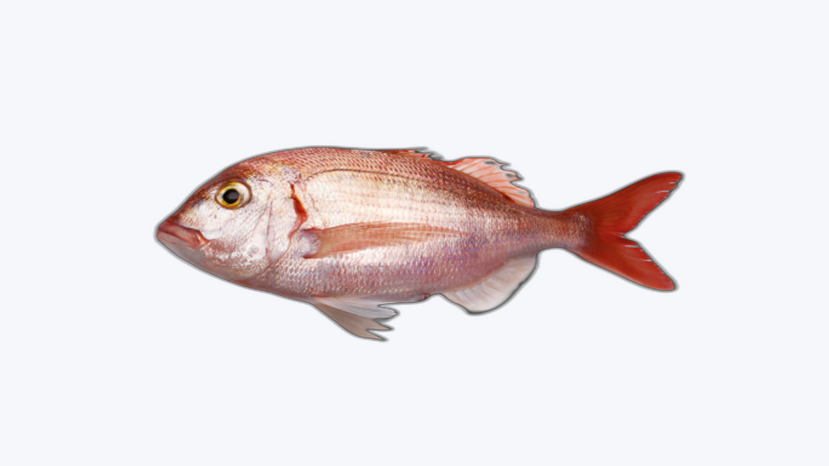 Pargo