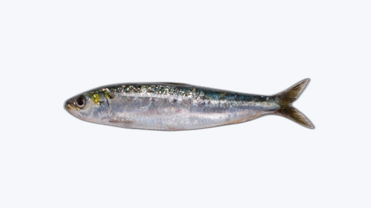 Sardine Pilchardus