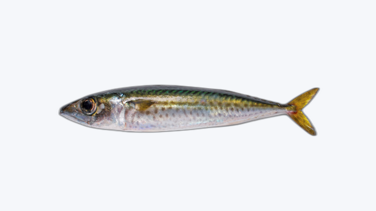 Mackerel (Maquereau)