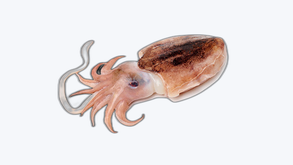 CHOCO (Seiche)
