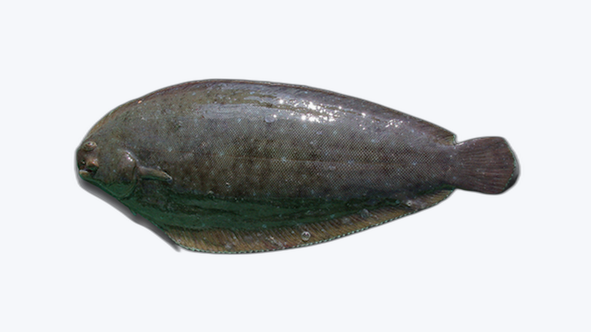 Lenguado (Sole)