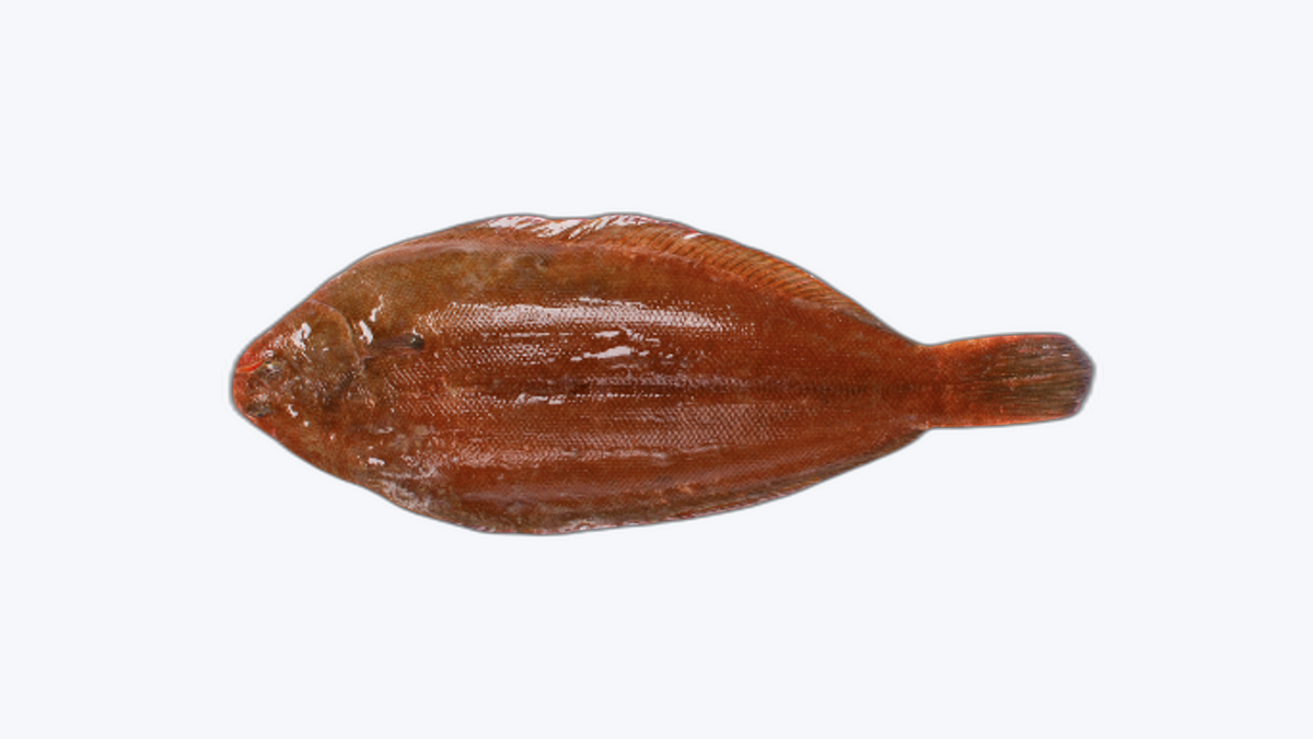 Lingua