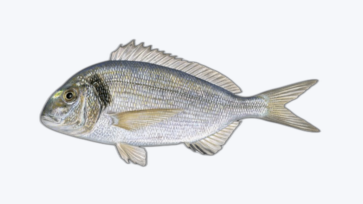 Dorada (Daurade)