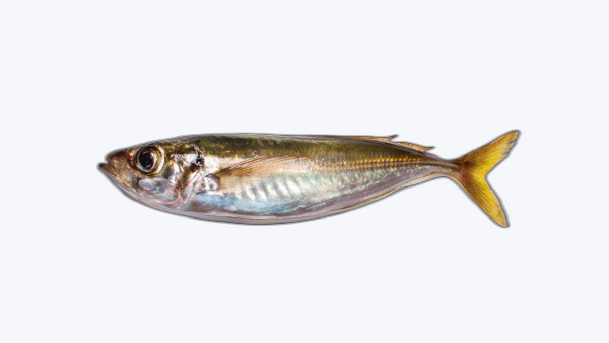 Jurel (Chinchard)